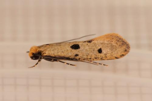 Réf. 300 672 : Tinea trinotella